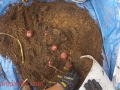 potato-barrel-soil