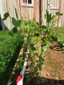 automatic watering system