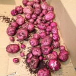 red potatoes