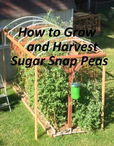 sugar snap peas