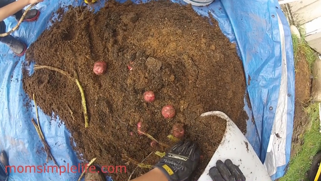 potato barrel soil